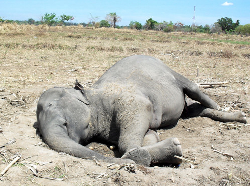 Makuna, an indigenous wild elephant at Koshi Tappu found dead