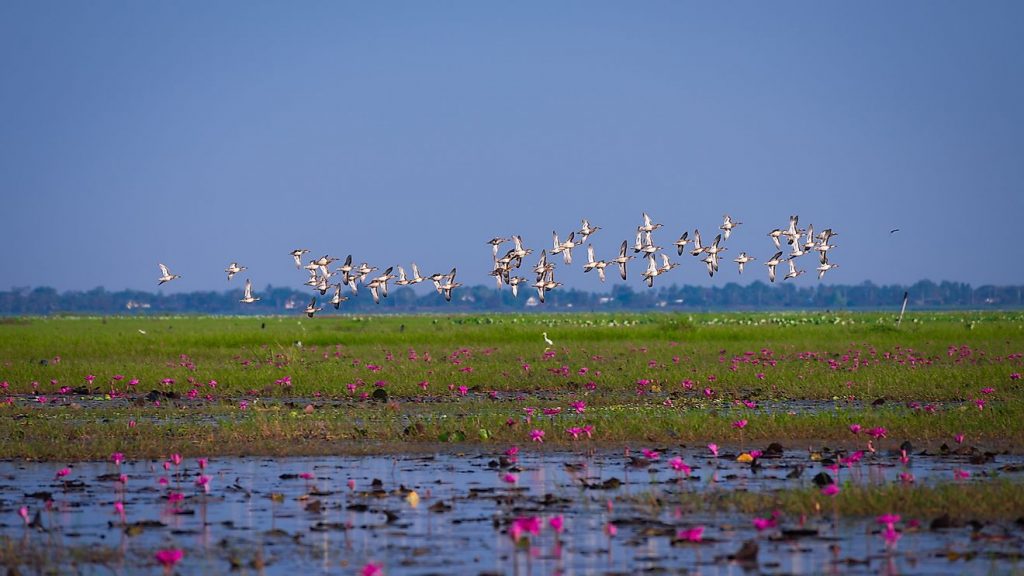 Bhawanipur Wetland area emerges as new hang out in Itahari