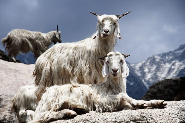 Mustang Farmers earns 35 crore by selling Himalayan goats