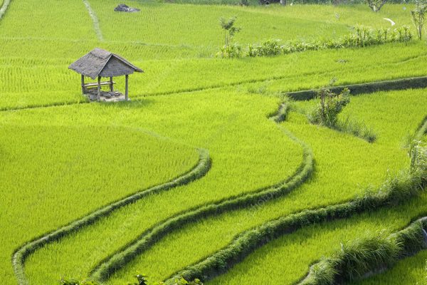 Off-season rain damages 2,551 hectares of paddy fields in Chitwan