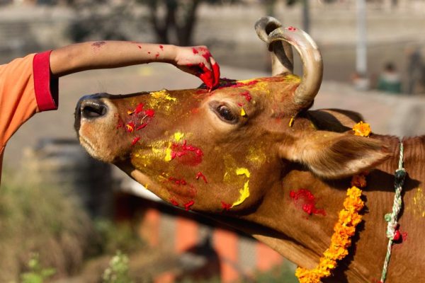 Gai Puja, Govardhan Puja being observed today