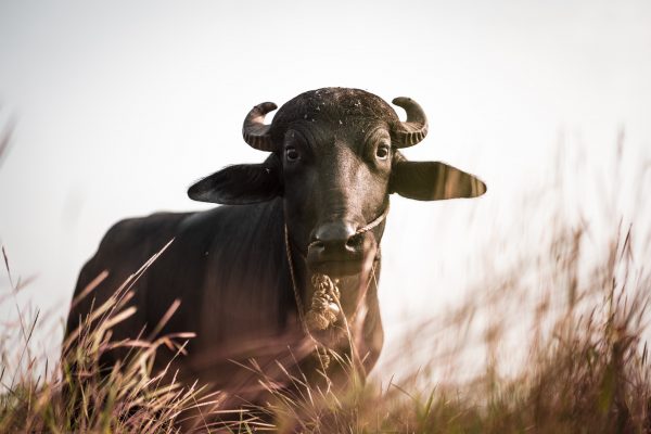 Farmer calls police when his buffalo refused milking