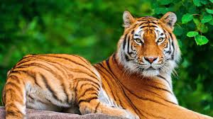 India’s tiger conservation body said 126 of the endangered big cats died in 2021,