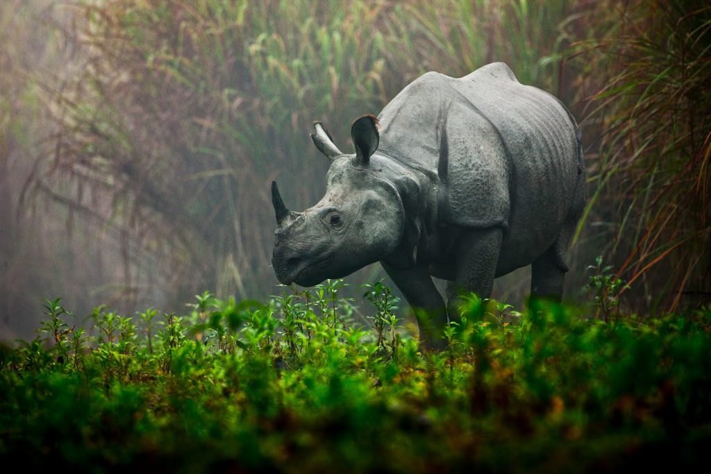 We lost 19 Rhinos in six months: Chitwan National Park