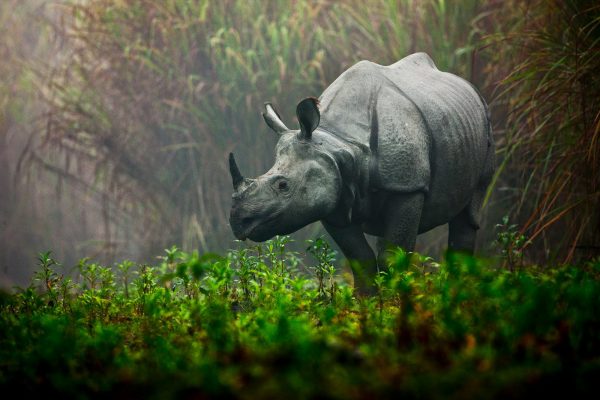 National Park issues “arrest warrant” over death of Rhino; Forest Department launches 10-day investigation