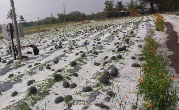 Doti farmers worried as unexpected hailstorm ruins winter crops