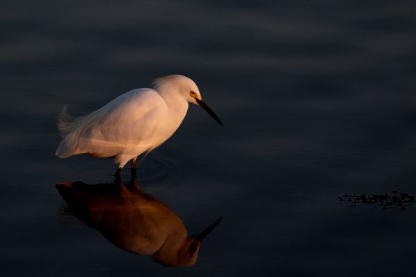 Census for “Water Birds” in Shuklaphanta National Park