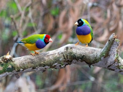 Migratory Bird Census traces “NEW bird species” in Chitwan National Park