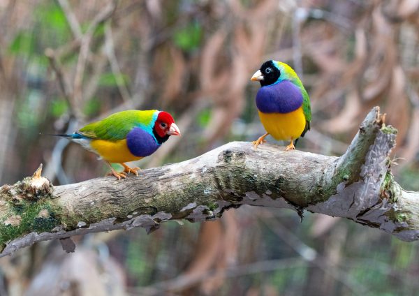 Migratory Bird Census traces “NEW bird species” in Chitwan National Park