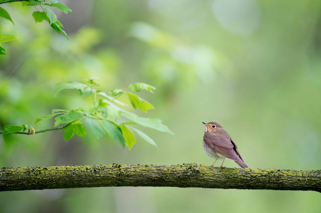 Bird counting begins at Muhanpokhari of Changunarayan forest