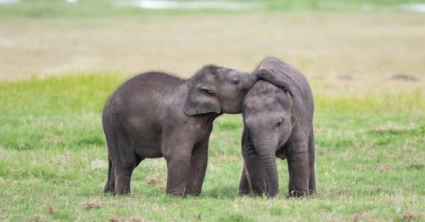 Kenyan Elephant gives birth to “rare twins”