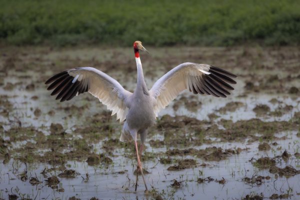 Sarus crane population on decline with shrinking wetland area