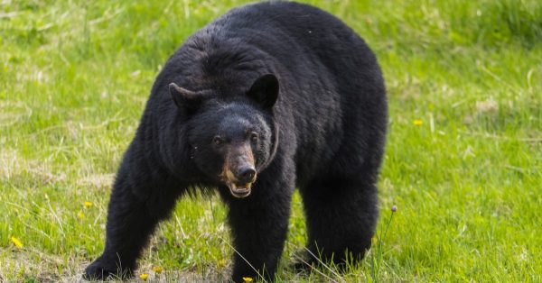 Bear spotted at Taplejung District Hospital Ward