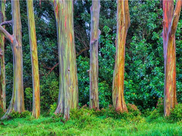 Rainbow Eucalyptus trees exist, pictures stun netizens