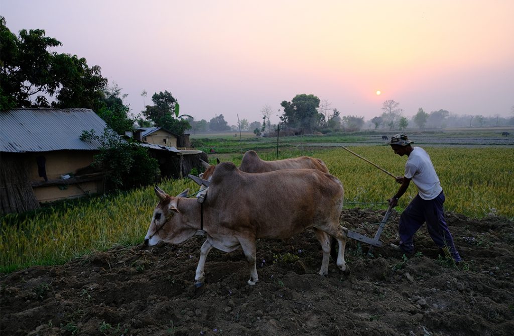 14 farmers injured in lightning strike in Kalika of Chitawan