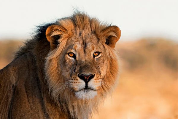 Locals report spotting of lion in Kenya, officials find it out to be just a plastic bag