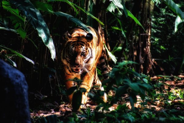 Tiger kills a man in Kumroj of Chitwan National Park