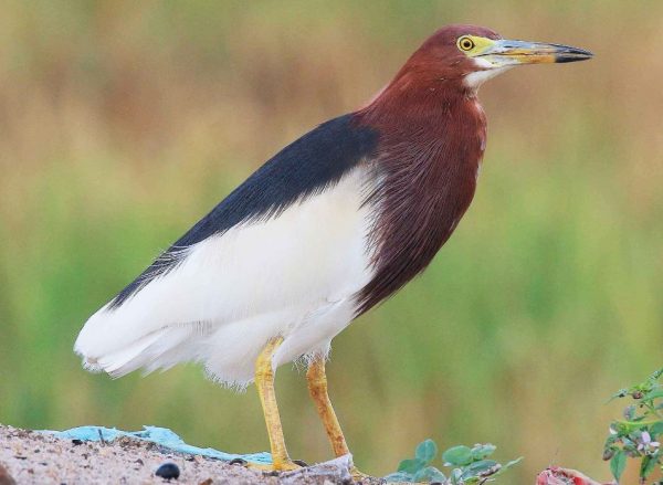 “Chinese Pond Heron” spotted for the first time in Nepal