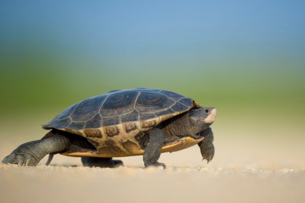 Police arrest two for smuggling wild tortoise in Kathmandu