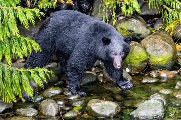 Police arrest two for smuggling bear parts in Kathmandu