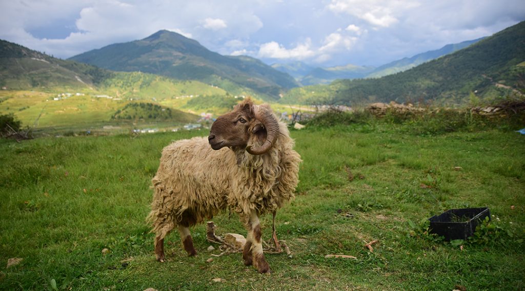 Thunderbolt kills 80 sheep in Jumla; 300 missing