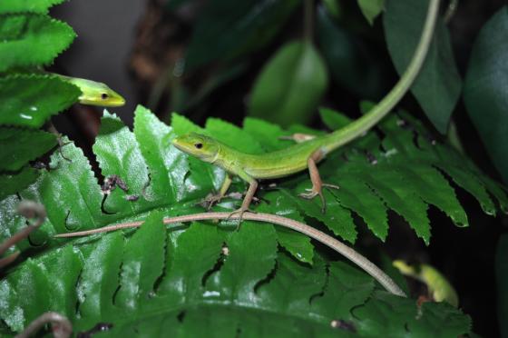 “Sikkim Chheparo” spotted for the first time in Nepal