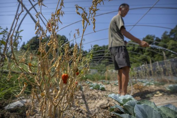 China faces droughts, farmers struggling as crops are wilted