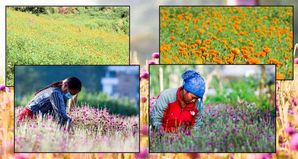 Blooming flowers and the festival of Tihar: Photo Feature