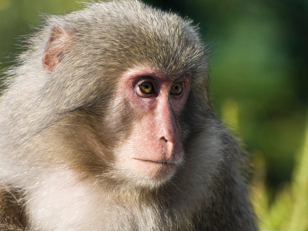 China to send monkeys into space to study reproduction
