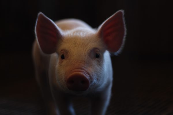 African Swine Fever kills 300 pigs in Myagdi