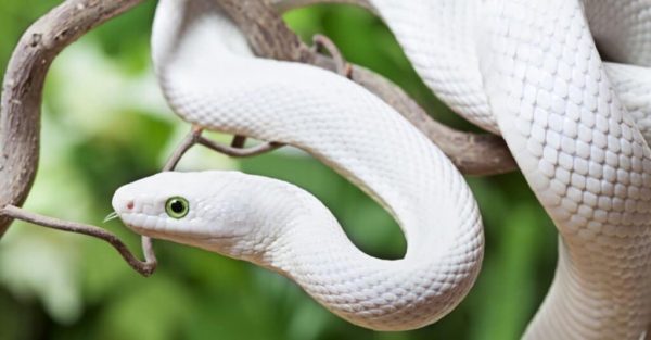 Rare species of Wolf Snake found in Nepal