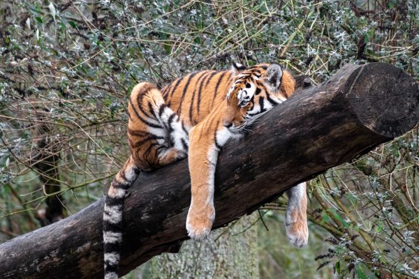 Six-Year-Old Tiger Found Dead in Chitwan; Poisoning Suspected