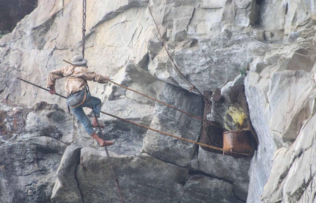 Wild Honey Hunting in Khotang: Sampang Rai Community Ventures into Treacherous Mahabhir Cliffs