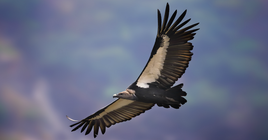 Jatayu Restaurant’s Conservation Efforts Soar as Vulture Population Increases Fourfold in Nawalparasi