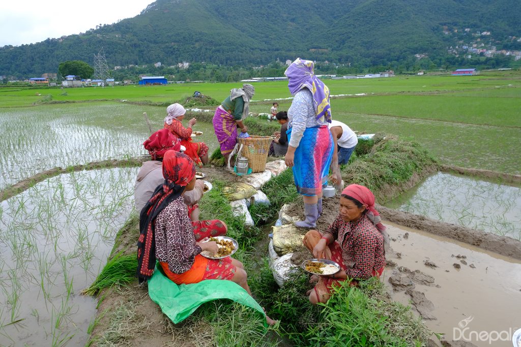 Nepal celebrates 20th National Paddy Day, honoring its rich agricultural heritage (Pictures from Khokana)