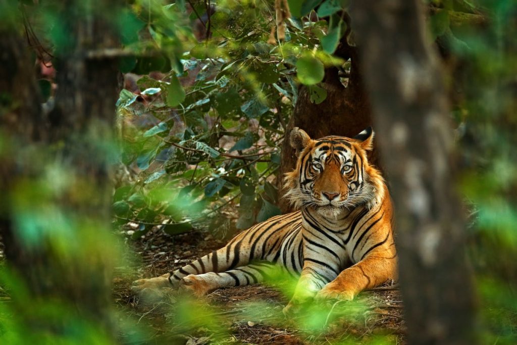 Tiger Sightings Guaranteed: Chitwan National Park Introduces Unique Wildlife Experience