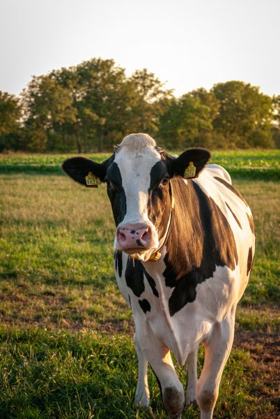 Lumpy Skin Disease Ravages Livestock in Madhes Province, 2,000 Cattle Dead