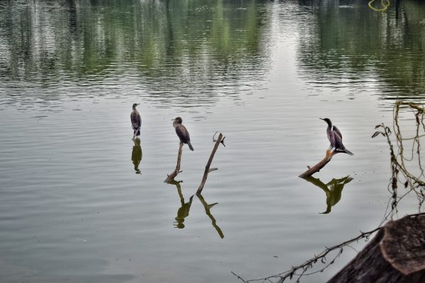 Hatuwagadhi Rural Municipality Constructs Over 30 Artificial Ponds