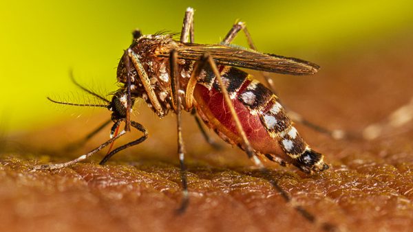 Dengue Outbreak in Kathmandu Raises Concerns