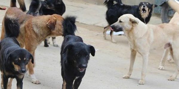 Kathmandu Takes Steps to Manage Dog Population and Prevent Rabies