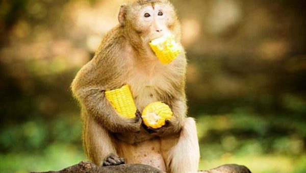 Monkey Menace: Bhojpur Farmers Struggle as Primate Problem Surpasses Fertilizers and Seeds