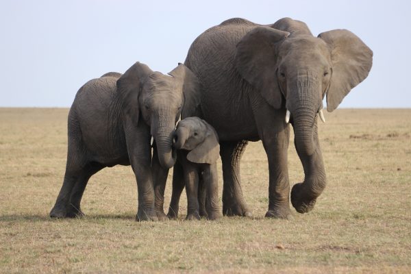 Wild Elephants from India Create Panic in Koshi Province