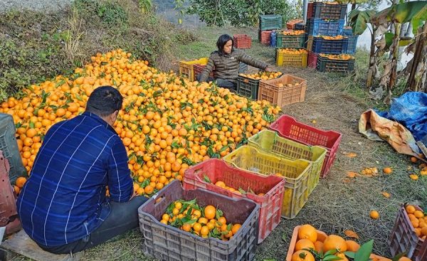 From Barren Land to Prosperity: Woman’s Journey with Orange Farming