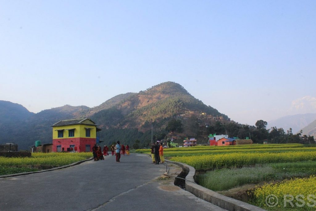 Ratnechaur in Myagdi Gains Tourist Fame with Mustard Fields