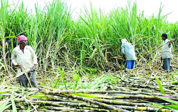 Decline in Sugarcane Cultivation in Madhesh Province Due to Payment Issues