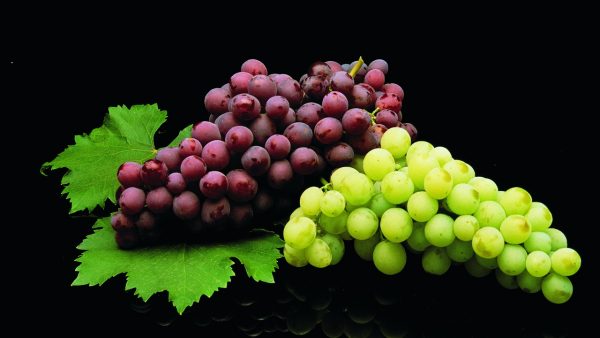 Health Benefits of Black and Green Grapes: Which One is Better?