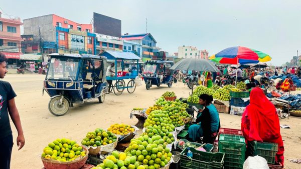 Mango Trade in Lahan, Siraha: Call for Organized Market to Address Safety and Traffic Concerns