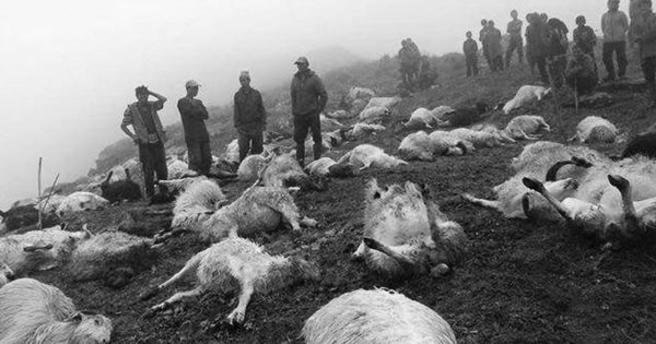 Lightning Strike Kills Around 100 Sheep in Jumla