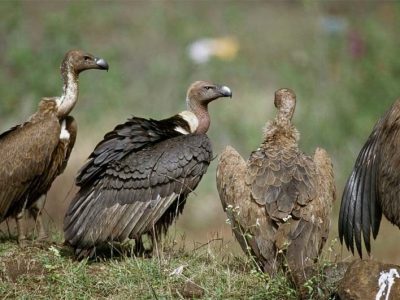 Vulture Counting Begins in Kanchanpur on 16th International Vulture Awareness Day