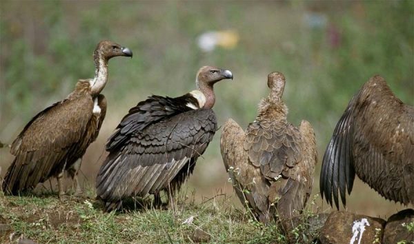 Vulture Counting Begins in Kanchanpur on 16th International Vulture Awareness Day